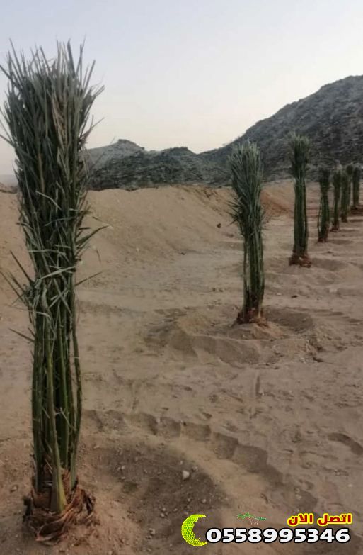 مقاول أشجار نخيل واشنطي الرياض